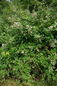 Arbrisseau (nanophanérophyte) à feuilles caduques ou pseudo-persistantes, haut de 1 – 2 m, à turions bisannuels se marcottant.
