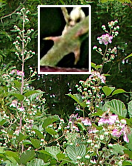 Inflorescences : grappes étroitement pyramidales, à pédoncules étalés et munis d’aiguillons en forme de faux (encadré).