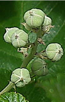 Sépales gris blanc, tomenteux.