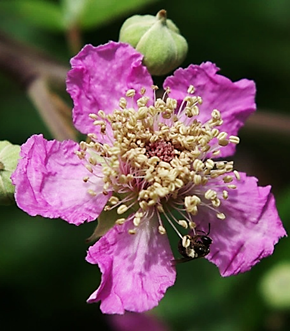 Fleurs hermaphrodites régulières à pétales presque orbiculaires, rose vif, rarement rose pâle ou blancs, chiffonnés. Styles roses, étamines les égalant ou les dépassant un peu.