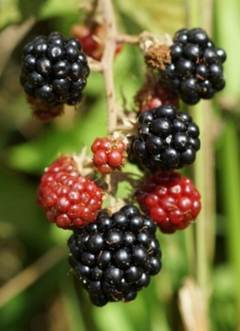 Fruits (mûres) : amas serrés de drupéoles (au moins 30), noires à maturité.