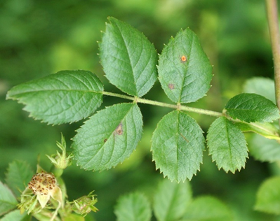 Feuilles composées-pennées, à 5 – 7 folioles ovales elliptiques, proches de celles du Rosier des haies mais plus ovales et plus arrondies à la base, glanduleuses, à odeur de pomme de reinette.
© Jean-Luc TÉMOIN