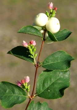 Arbuste (nanophanérophyte) à feuilles caduques, haut de 1 – 2,5 m.
© Jean PRIEUR