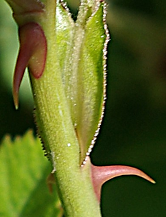 Aiguillons nombreux, recourbés.
© Jean-Luc TÉMOIN