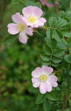 Inflorescences : fleurs solitaires ou en corymbes de 2 – 4 fleurs.
© Jean-Luc TÉMOIN
