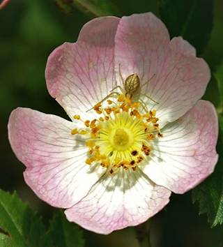 Fleurs hermaphrodites assez petites (Ø: 2,5 – 4 cm), rose pâle, rarement blanches.
© Jean-Luc TÉMOIN