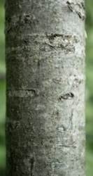 Arbre (mésophanérophyte) à feuilles caduques, haut de 15 – 20 m. Tronc court, houppier arrondi.
