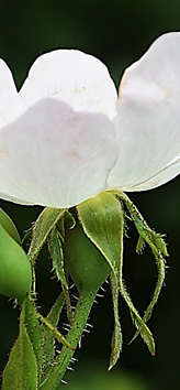 Sépales allongés, glanduleux, réfléchis après la floraison, rapidement caducs (voir 7).
© Jean-Luc TÉMOIN