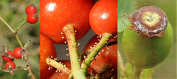 Faux-fruits (cynorhodons) ovoïdes subglobuleux, rouge vif (à gauche), formés du réceptacle floral charnu contenant les vrais fruits. Pédicelles assez longs, hérissés de poils glanduleux (au milieu). Disque (= anneau épaissi développé au bord supérieur du réceptacle) percé sur 1 / 6 à 1 / 4 de son diamètre (à droite).
© Jean-Luc TÉMOIN