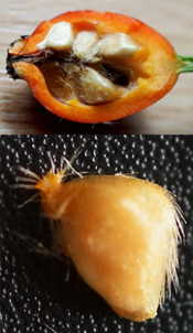 Vrais fruits : akènes velus.
© Jean-Luc TÉMOIN