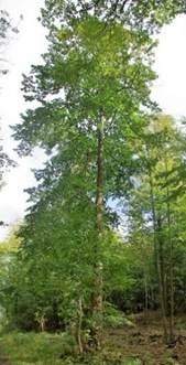 Grand arbre (macrophanérophyte) à feuilles caduques, haut de 20 – 30 m. Houppier ample et dense.