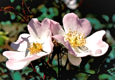 Fleurs blanches et roses, souvent dispoées en corymbes.
© Gérard HUNAULT