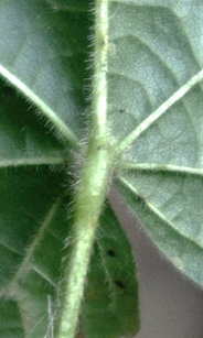 Feuilles alternes, grandes (L: 10 – 15 cm), d’où le nom de l‘arbre.