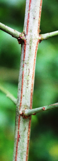 Arbuste (microphanérophyte) à feuilles caduques, haut de 1,5 – 5 m.
