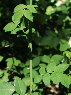 Feuilles alternes, vert foncé.
© Jean PRIEUR