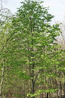 Grand arbre (macrophanérophyte) à feuilles caduques, haut de 20 – 30 m. Houppier ovoïde, rameux.
© Jean GUITTET
