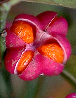 Limbe ovale-lancéolé, long de 4 – 6 cm, glabre, à bord finement denticulé, à court pétiole.
