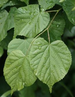 Feuilles alternes, assez petites (L: 3 – 8 cm), d’où le nom de l’arbre, presque rondes, glabres dessus.
© Jean GUITTET