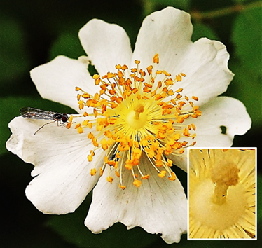 Inflorescences : fleurs solitaires ou par 2 – 3 en corymbes.
© Jean PRIEUR