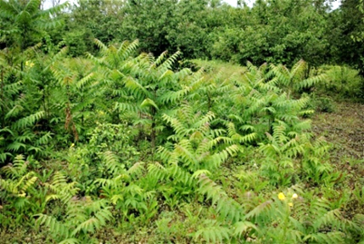 Rosier des champs en lisière forestière.
© Jean PRIEUR
