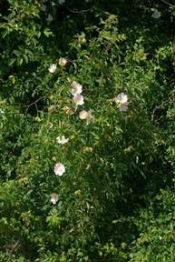 Arbrisseau (microphanérophyte) à feuilles caduques, haut de 1 – 4 m.