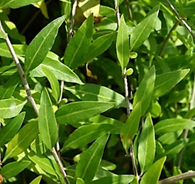 Arbrisseau (nanophanérophyte) à feuilles caduques, haut de 1 – 2,5 m, un peu épineux. Longs rameaux flexueux retombants.