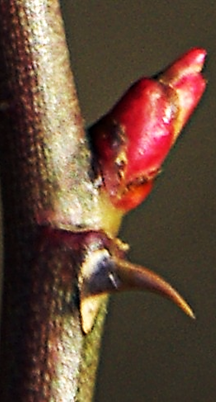 Limbe composé-penné, à 5 – 7 folioles ovales lancéolées, dentées. Stipules développées, soudées au pétiole (encadré).