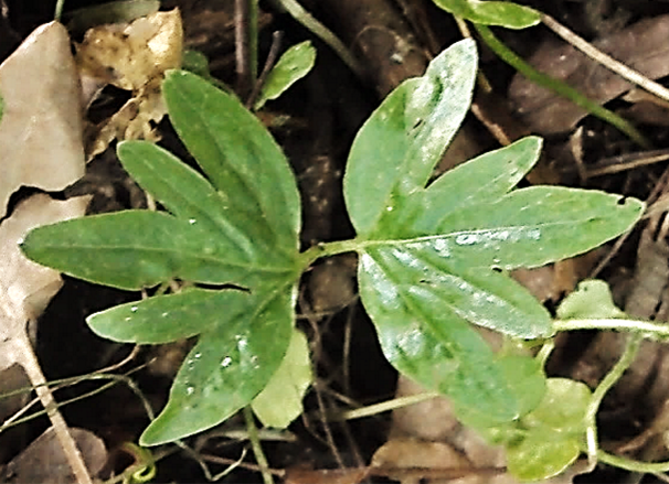 Plantule de Tilleul à petites feuilles.
© Jean GUITTET