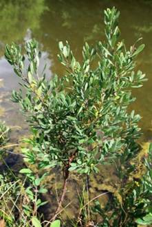 Arbuste (nanophanérophyte) à feuilles caduques, haut de 0,7 – 1,5 m.