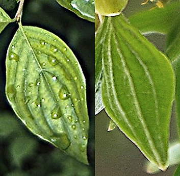 Arbuste ou arbrisseau (microphanérophyte) à feuilles caduques, haut de 2 – 5 m.
© Jean-Luc TÉMOIN