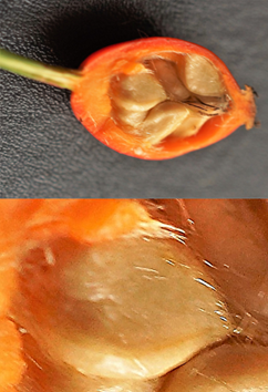 Inflorescences : fleurs solitaires ou par 2 – 5 (encadré).