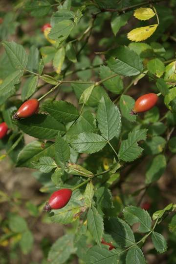 Rosier des chiens en fruits.