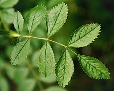 Feuilles composées-pennées à 5 – 7 folioles elliptiques, en coin à la base, à odeur de pomme de reinette au froissement.
© Didier DESSEAUX
