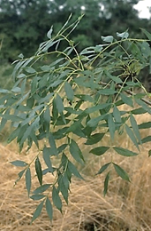Arbre (mésophanérophyte) à feuilles caduques, haut de 20 – 25 m. Houppier ovoïde.
