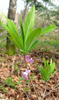 Arbrisseau (nanophanérophyte) haut de 0,5 – 0,8 m. Feuilles caduques, entières, longues de 7 – 10 cm, lancéolées, glauques, glabres, groupées en rosette au sommet de la tige. Rameaux très souples.
© Audrey MURATET, Jean GUITTET