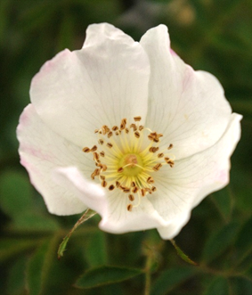 Fleurs à pétales blancs ou rose pâle, longs de 1 – 2 cm.
© Didier DESSEAUX