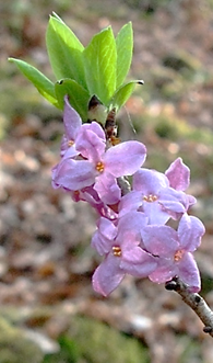 Inflorescences : grappes de 1 – 4 fleurs, au sommet des rameaux de l’année précédente mais en dessous des feuilles (et pouvant apparaître avant ces dernières). Fleurs hermaphrodites très odorantes, à quatre tépales rose vif soudés en un petit tube velu à quatre lobes.
© Audrey MURATET, Jean GUITTET