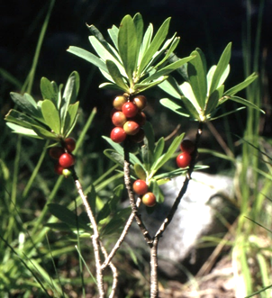 Fruits : drupes globuleuses (Ø: 5 – 8 mm), rouges, brillantes.
© Audrey MURATET, Jean GUITTET
