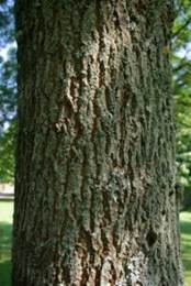 Limbe à nombre impair de folioles (5 – 9) lancéolées-étroites, à dents irrégulières et espacées (à droite).