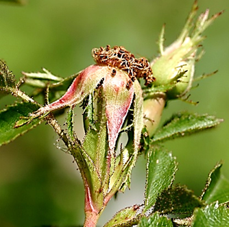 Sépales rabattus (à droite), finalement caducs (voir 6).
© Didier DESSEAUX