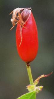 Faux-fruits (cynorhodons) ovoïdes-allongés, rouge vif.
© Didier DESSEAUX