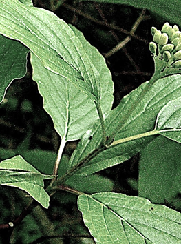 Arbuste ou arbrisseau (microphanérophyte) à feuilles caduques, haut de 2 – 5 m.
© Jean PRIEUR