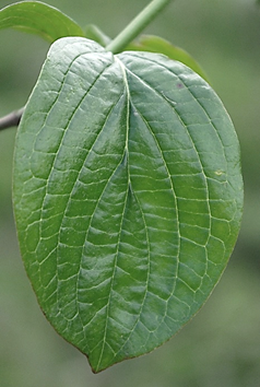 Arbrisseau (nanophanérophyte) à feuilles caduques, haut de 0,5 – 1,3 m.