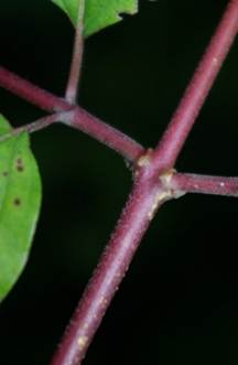 Limbe elliptique à pointe courte, à 2 – 5 paires de nervures presque opposées, convergentes vers le sommet. Pour plus de détails concernant la feuille: photographies A, B, C ci-dessous.
© Jean PRIEUR