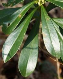 Arbrisseau (nanophanérophyte) à feuilles persistantes, souvent regroupées au sommet, à tige dressée et souple, haut de de 0,5 – 0,8 m.