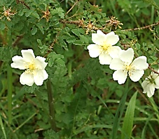 I nflorescences : fleurs pour la plupart isolées.