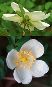 Fleurs hermaphrodites régulières, à pétales blancs longs de 1,5 – 2 cm (en bas), sépales lancéolés, entiers (en haut).