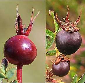 Faux-fruits (cynorhodons) globuleux (Ø: 5 – 16 mm), rouges (à gauche) devenant presque noirs (à droite), à sépales persistants et dressés.
