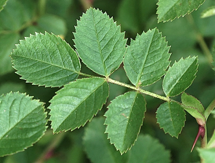 Feuilles alternes, composées, à nombre impair de folioles (5 – 7/9) larges et arrondies à la base, très glanduleuses dessous. À odeur de pomme de reinette au froissement. Rachis et stipules glanduleux (voir photographie ci-dessous).
© Jean-Luc GORREMANS, Jean PRIEUR