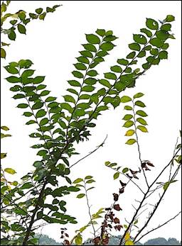 Arbre (mésophanérophyte) à feuilles caduques, haut de 15 – 20 m. Houppier arrondi irrégulier.